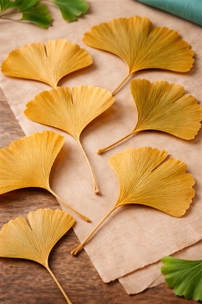 Ginkgoblätter